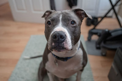 Senior pitbull terrier is looking at you and waits for your command