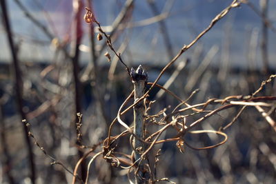 Close-up of wilted plant