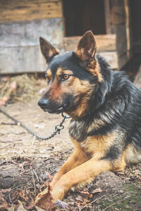 Close up german shepherd dog posing concept photo