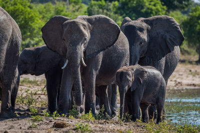 African elephant family at waterhole in forest