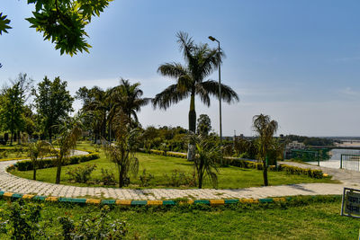 Palm trees by swimming pool against sky