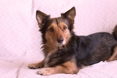 Close-up portrait of dog