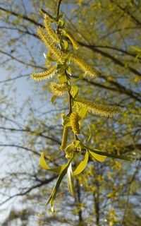 Close-up of flower against blurred background