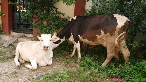 Cows on grass