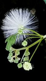 Close-up of water drops on flower