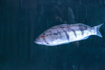 Close-up of fish swimming in sea