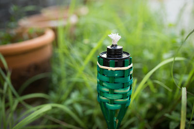 Close-up of plants against blurred background