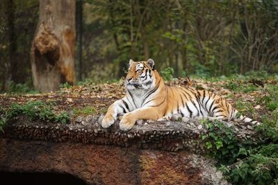 Cat in a forest