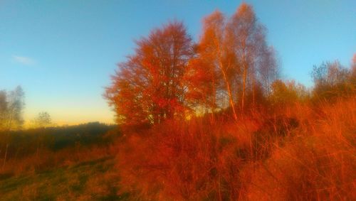 Silhouette of trees on field during autumn