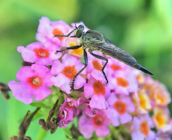 Close-up of insect on purple flowering plant