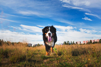 Portrait of dog on field against sky