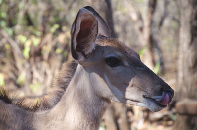 Close-up of deer