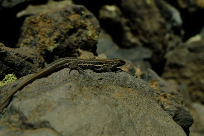 Close-up of lizard on rock