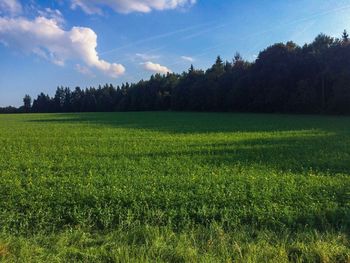 Scenic view of field against clear sky
