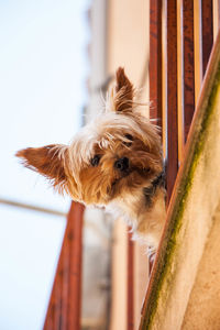 Close-up portrait of dog against sky