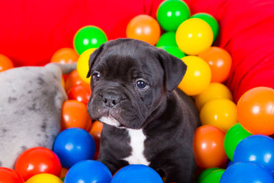 Portrait of dog playing with ball in balloons