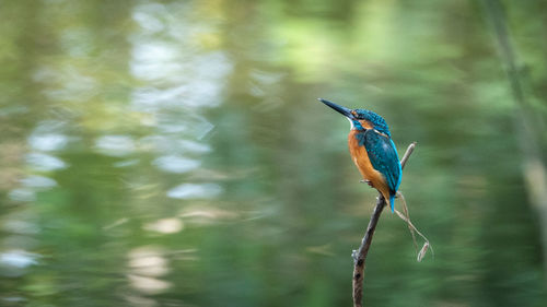 Close-up of bird perching on branch