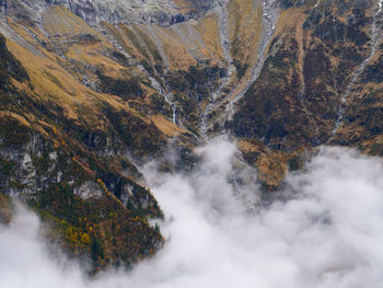 Aerial view of trees in forest