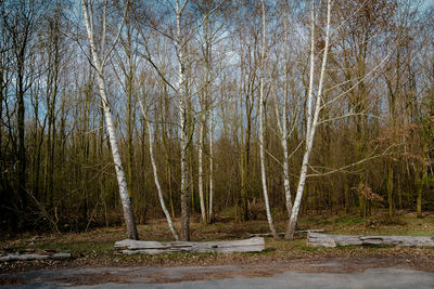 Trees in forest