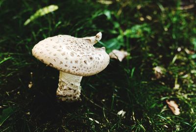 Close-up of mushroom growing on field