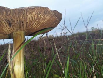 Close-up of mushroom growing on field