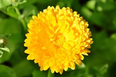Close-up of yellow marigold flower