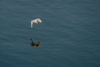 Bird flying over the sea