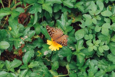 Butterfly on flower