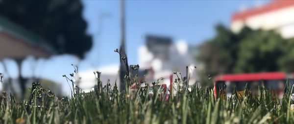 Close-up of flowering plants on field against sky