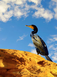 Double crested cormorant latin name phalacrocorax auritus perched on a rock