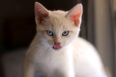 Close-up portrait of cat sticking out tongue