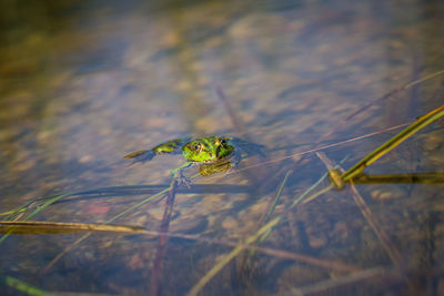 A beautiful common green water frog enjoying sunbathing in a natural habitat at the forest pond. 