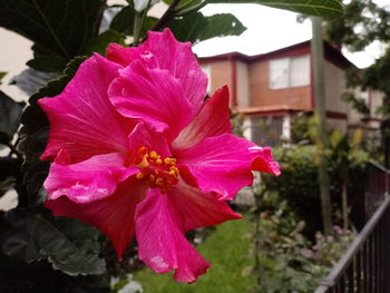 Close-up of pink hibiscus blooming outdoors