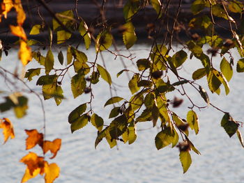 Close-up of leaves on tree during autumn