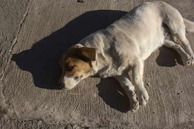 High angle view of dog resting on floor