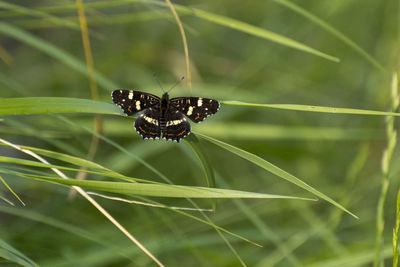 Close-up of butterfly on leaf