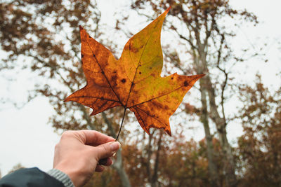 Person holding maple leaves during autumn