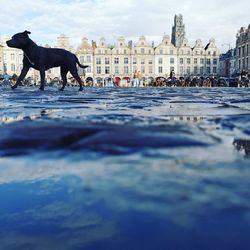 Close-up of a dog in water