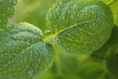 Close-up of wet green leaves