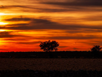 Silhouette trees on field against orange sky