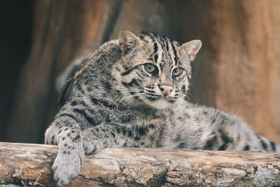 Close-up of a cat looking away