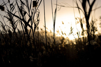 Plants growing on field at sunset