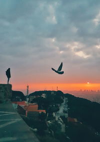 Bird flying over city against sky during sunset