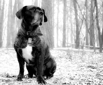Dog looking away in a forest