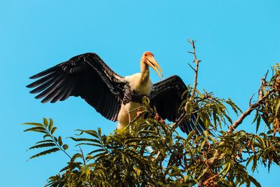 Low angle view of bird flying against sky