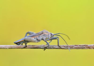 Close-up of insect on yellow leaf