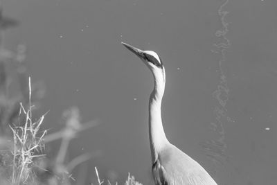 Close-up of bird