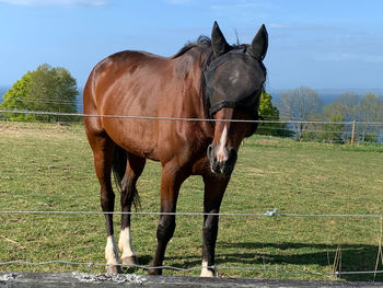 Horses in ranch