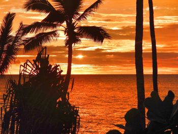 Silhouette of palm trees at sunset