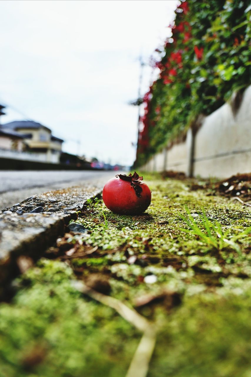 red, grass, selective focus, field, surface level, nature, close-up, focus on foreground, green color, day, growth, outdoors, one animal, no people, tree, plant, grassy, animal themes, tranquility, leaf